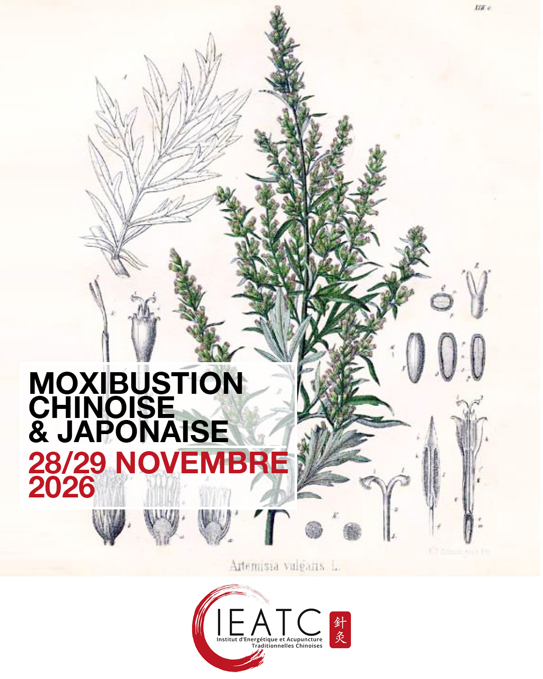 Affiche représentant deux chat dont 1 qui masse l'autre